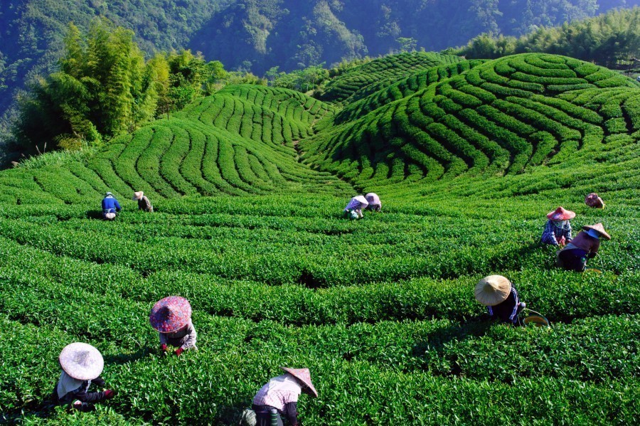 15. La Route du Thé : tradition et dégustation à l’île Maurice