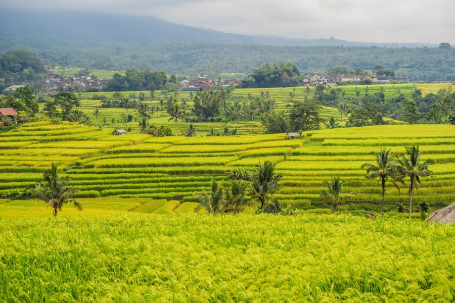 3. La visite des Rizières de Jatiluwih