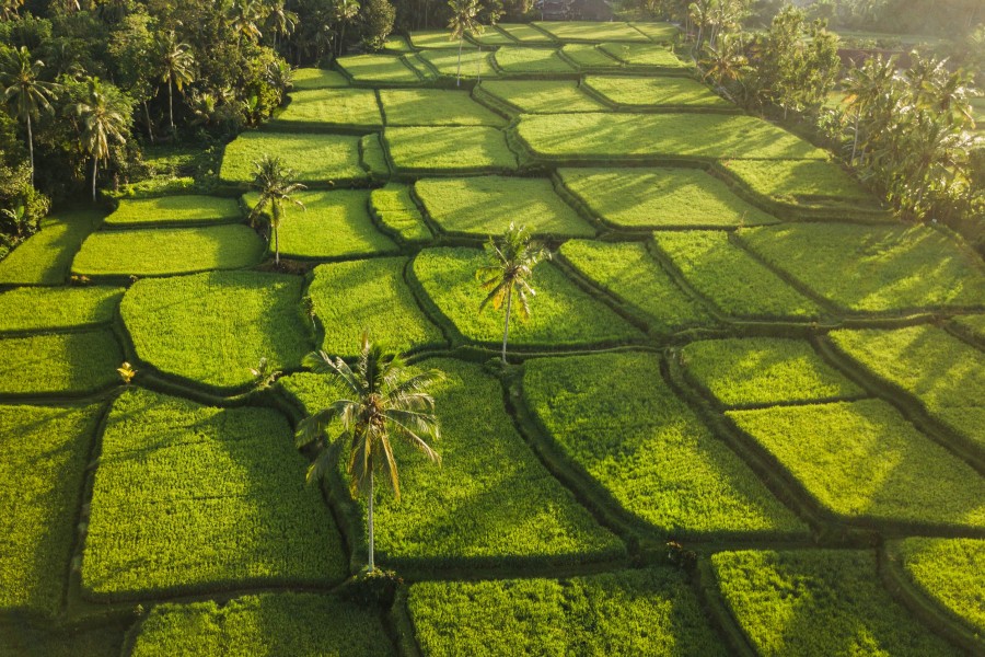 3. Ubud : le coeur culturel de Bali avec ses rizières époustouflantes et ses forêts des singes