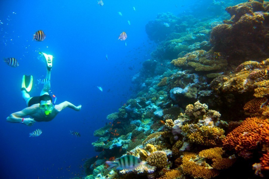 6. Plongée à l’île Maurice : exploration des fonds marins